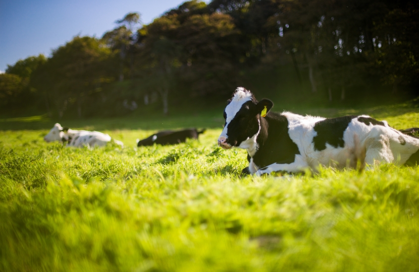 Cow In a Field