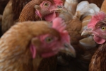 British Animal Welfare Chicken Photograph